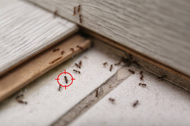 Best Insect Control  in Pocono Ranch Lands, PA